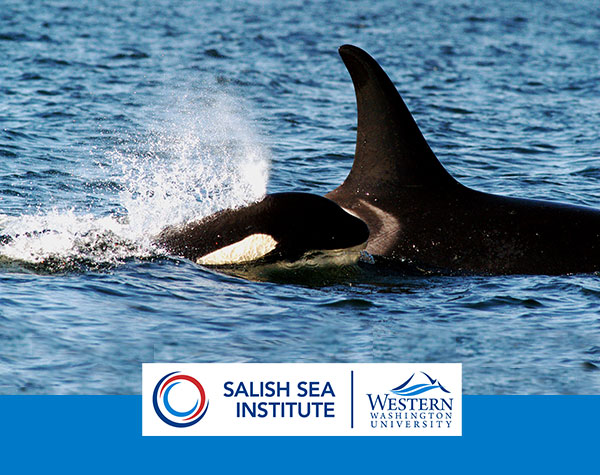 Orca whale with calf breaching the surface of the water. The Salish Sea Institute and Western Washington University logos are superimposed over the bottom of the image.