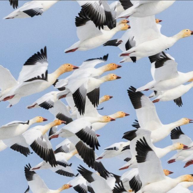 A flock of snow geese are flying from left to right
