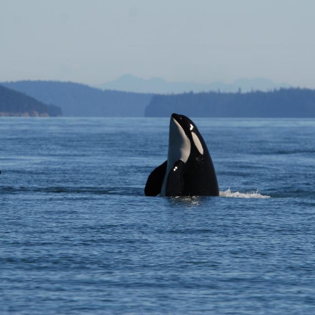 A Southern Resident killer whale's head and pectoral fins break the surface of the water in a behavior known as "spy hopping." Another Southern Resident killer whale's dorsal fin is visible nearby.