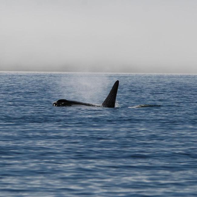 An orca whale on the surface of the surface of the Salish Sea, with a grey, cloudless sky in the background.