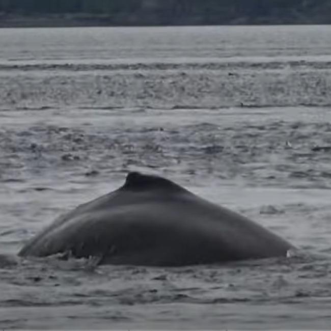 Humpback whale surfacing