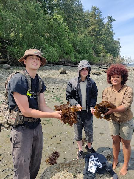 Three students are standing in an inter-tidal zone at low tide. They are holding handfuls of kelp and looking at the camera smiling.